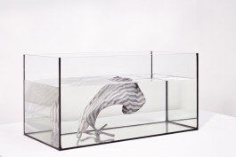 Selina Reiterer